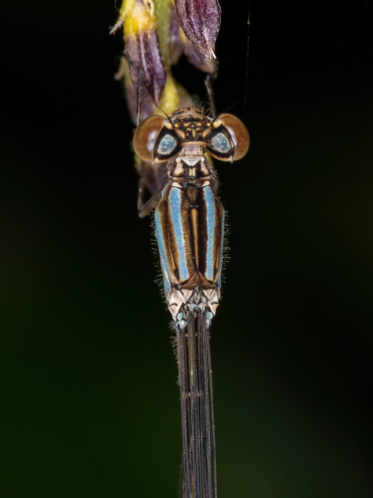 Foto donzelinha de asas estreitas adulta da família coenagrionidae