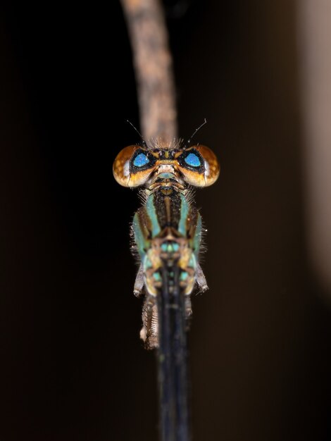 Donzelinha de asas estreitas adulta da família Coenagrionidae