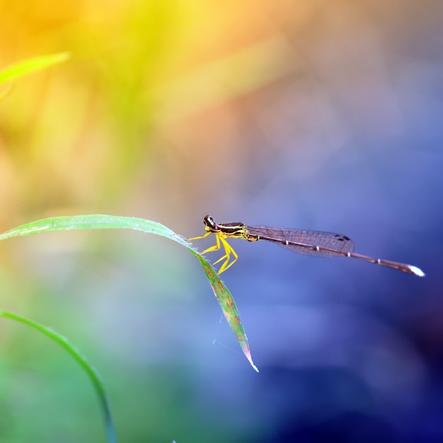 Donzelinha, fotografia macro