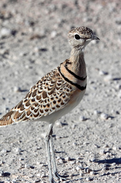 Foto doppelbandrennläufer namibia