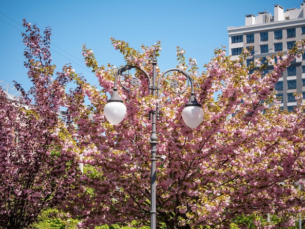 Foto doppellaterne mit frühlingskirschenblüten im stadtpark