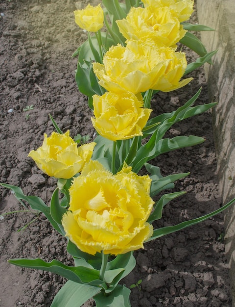 Doppelt gefranste gelbe Tulpe