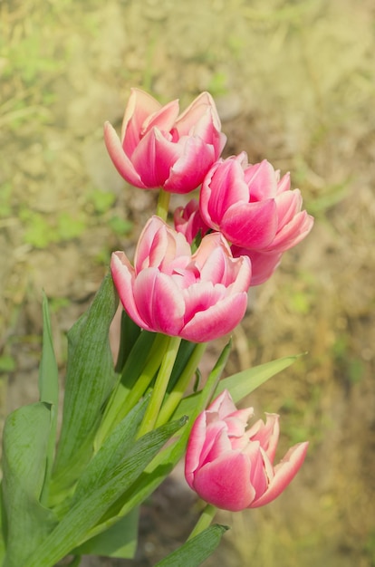 Doppelte Tulpe Wirosa