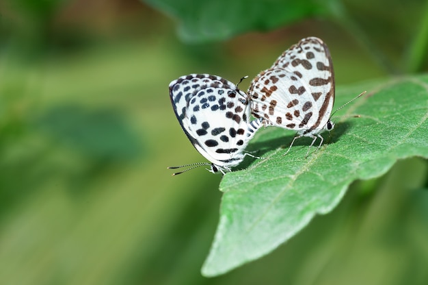 Doppelter netter Schmetterling auf grünen Blättern im Garten