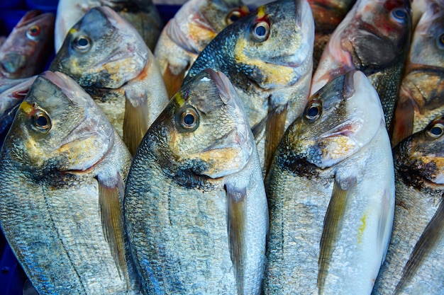 Dorada de pescado Sparus aurata del Mediterráneo