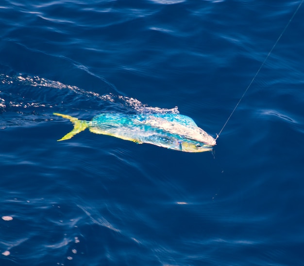 Dorado Mahi-Mahi Fisch mit Angelschnur eingehakt