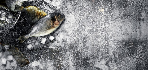 Dorado pescado fresco sin preparar en un viejo balde con red de pesca en la mesa rústica.