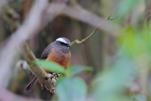 DORBIGNYS CHATTYRANT Ochthoeca oenanthoides ein wunderschöner orbigny Pygmäe thront