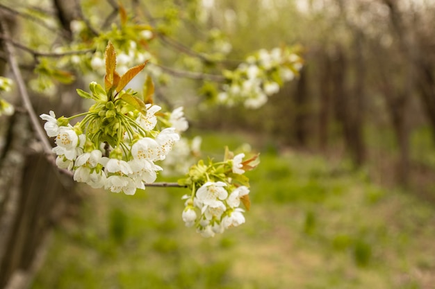 Dorf. zaun. kirschblüten im dorf