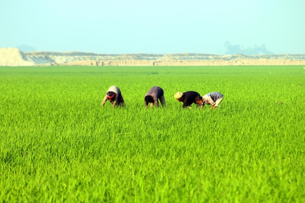 Dorfbauern arbeiten auf dem Feld