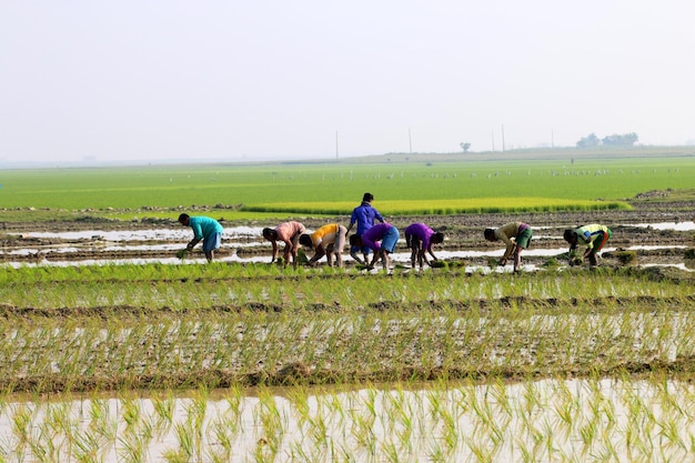 Dorfbauern pflanzen Reissamen im landwirtschaftlichen Bereich.