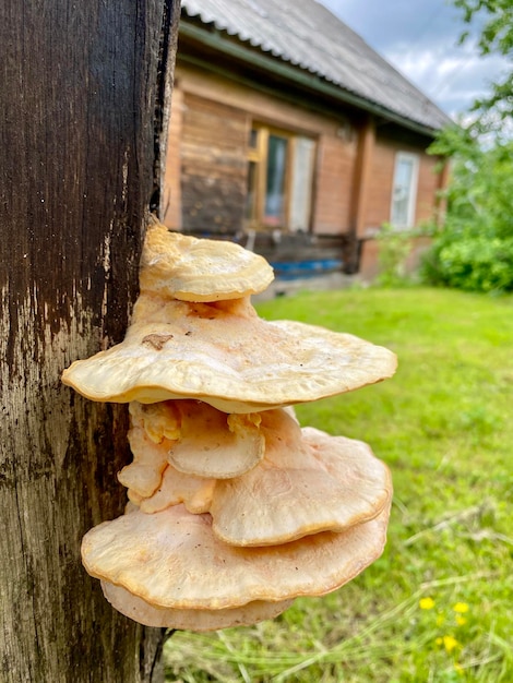 Dorfhaus im Sommer. Vorort