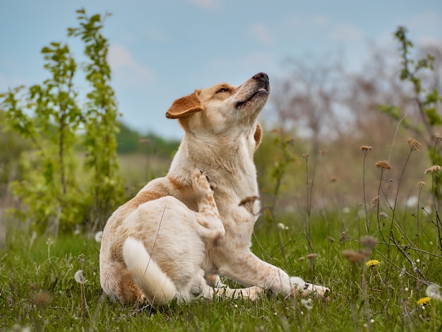 Dorfhund auf dem Feld.