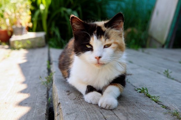 Dorfkatze auf der Straße gesichtet und sonnt sich auf der Veranda