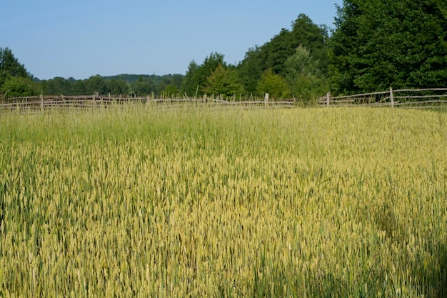 Dorfrand Weizenfeld Weizenähren Nahaufnahme in der Sonne Unreifer Weizen auf dem Feld und in der Morgensonne Weizen im warmen Sonnenlicht Sonnenschein am Weizen