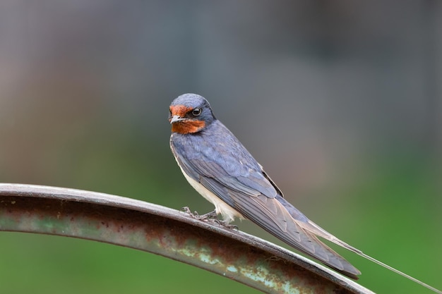 Dorfschwalbe auf dem Zaun