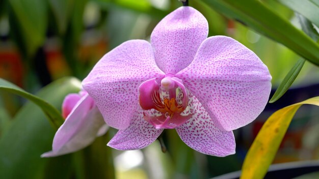 Doritenopsis orquídea hermosa flor híbrida