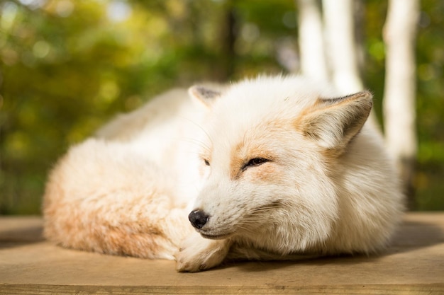 Dormindo Vulpes vulpes