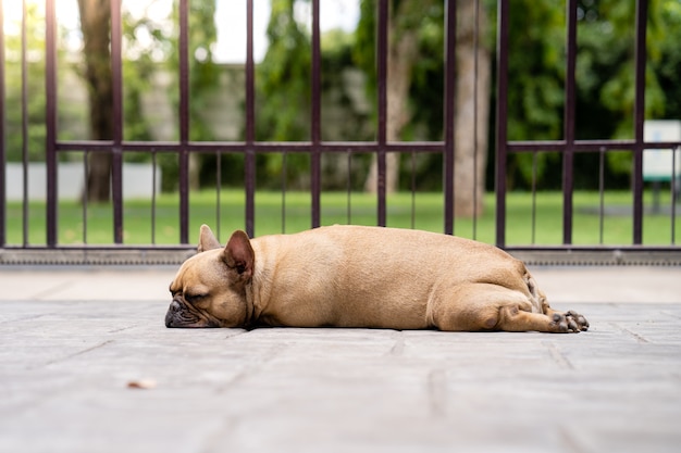 Dormir bulldog francês ao ar livre