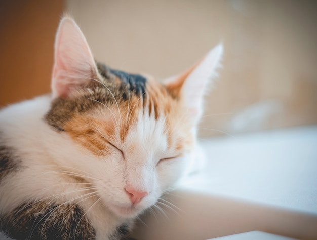 Dormir gato tricolor. Lindo gatito. Foto.