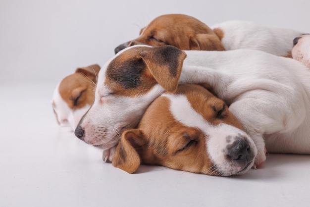 Dormir jack russell terrier cachorros sobre fondo blanco aislado