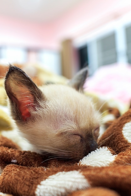 Dormir pequeños gatitos en la habitación