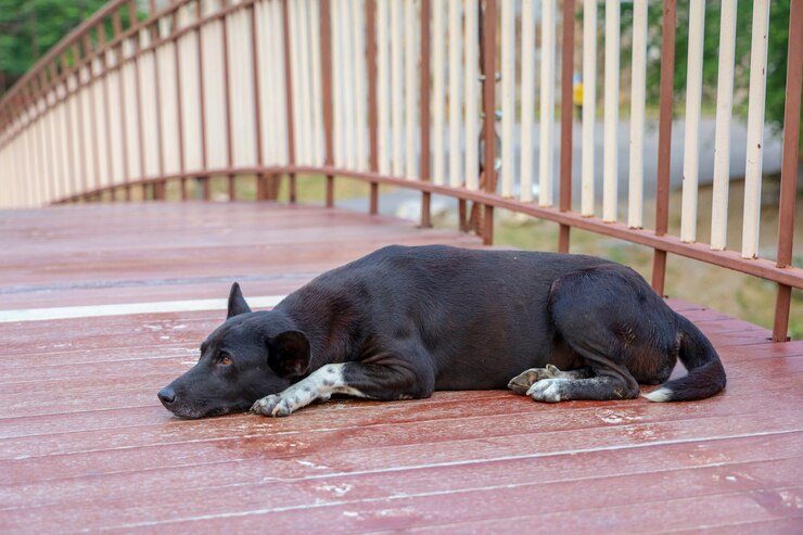 Dormir perro tailandés negro en el puente de madera en Tailandia