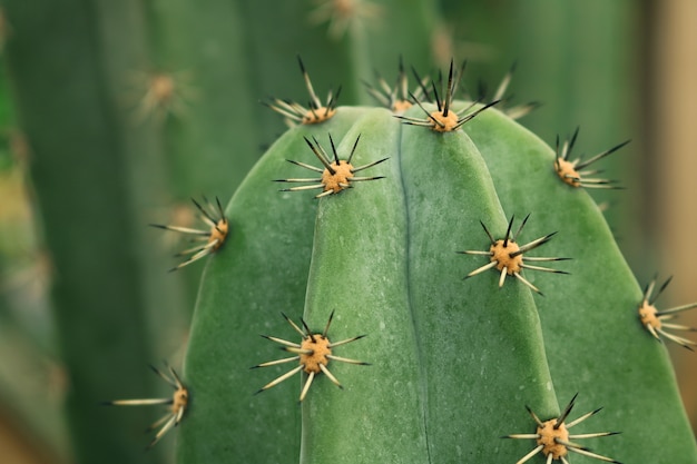 Dorn der Kaktus-Nahaufnahme