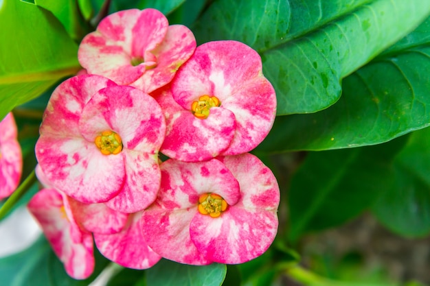 Dornenkrone blüht: Euphorbia Milli Desmoul Blume