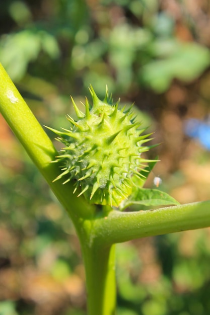 Dornenwurzel (Datura stramonium)