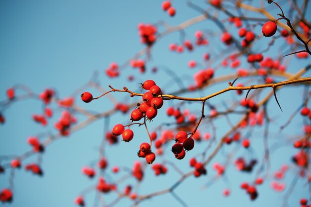 Dornenzweige mit roten reifen Beeren auf blauem Himmelshintergrund im Herbstpark im November