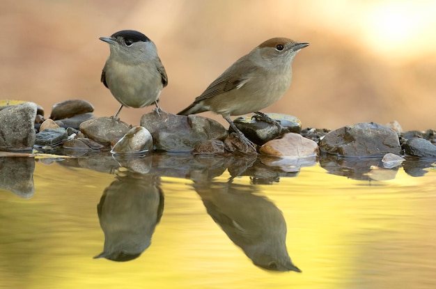 Dorngrasmücke an einer natürlichen Wasserstelle in einem Eichen- und Kiefernwald mit den letzten Lichtern