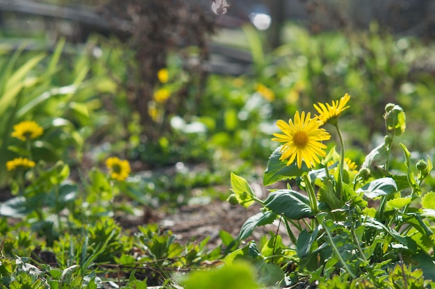 Doronicum amarillo en el campo verde Flores en el jardín con fondo borroso