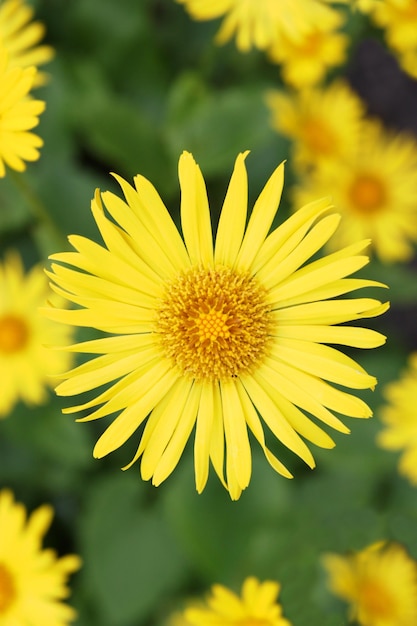 Doronicum flores amarelas