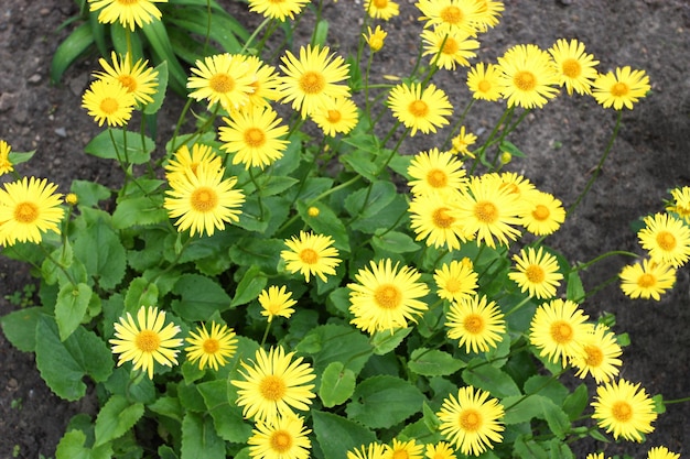 Doronicum gelbe Blüten