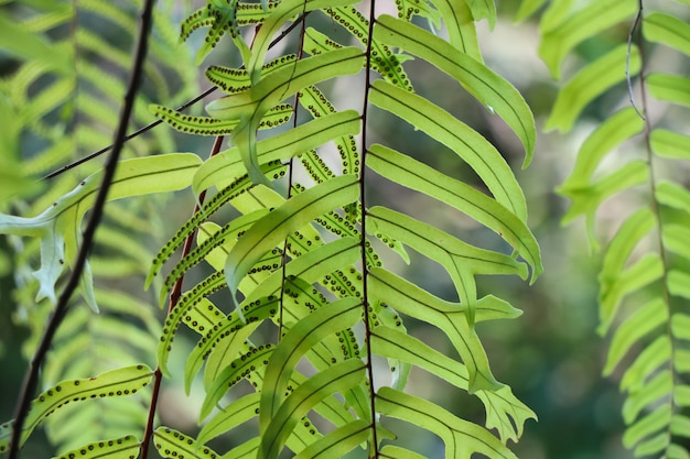 Dorso de hojas de helecho verde con textura de esporas y luz natural.