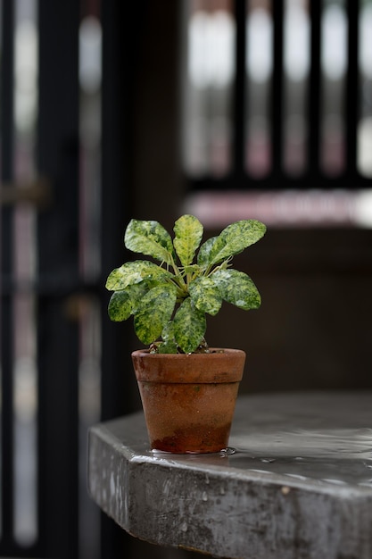 Dorstenia foetida variegata o planta de Dorstenia en la olla de arcilla