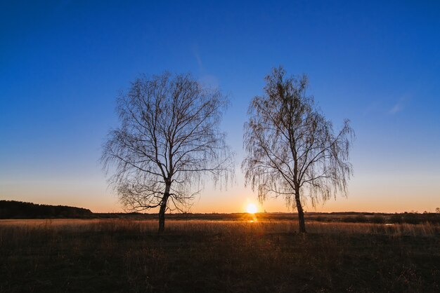 Dos abedules en una soleada puesta de sol en un campo con un abedul seco en la primavera