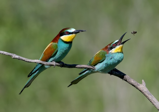 Dos abejarucos europeos se sientan en una rama inclinada a la luz del sol. Un pájaro sostiene una abeja en su pico