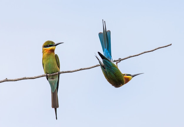 Dos abejarucos en una ramita contra un cielo azul claro Parque Nacional