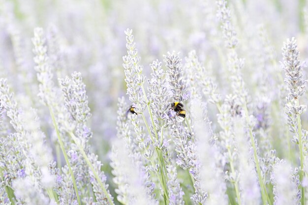 Dos abejorros chupando néctar de flores de lavanda