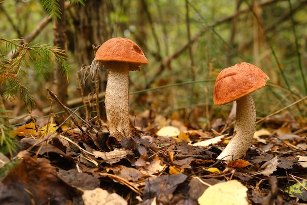 Dos abetos rojos crecen en el bosque hongos en el bosque la recolección de hongos