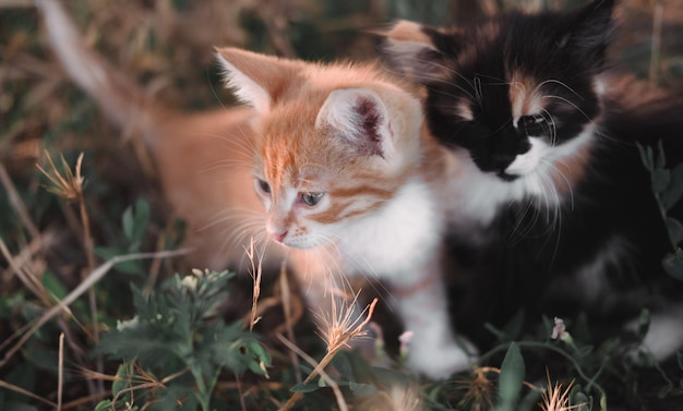 Dos adorables gatitos están sentados en la hierba Un gatito atigrado rojo y un tricolor