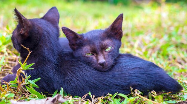 Dos adorables lindos gatitos negros durmiendo y abrazándose en el césped del jardín