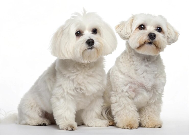 Dos adorables perros malteses
