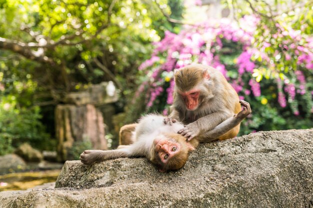 Dos adultos monos cara roja macaco Rhesus acicalarse en el parque natural tropical de Hainan, China. Mono descarado en el área del bosque natural. Escena de vida silvestre con peligro animal. Macaca mulatta.