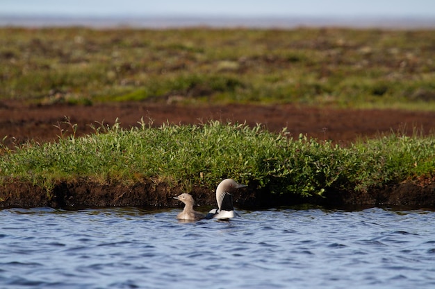 Dos adultos Pacific Loon o Pacific Diver y juveniles nadando en un lago ártico con sauces