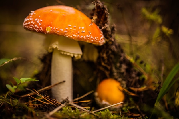 dos agáricos de mosca en el bosque en el claro