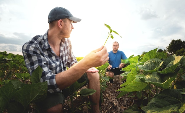 Dos agricultores en un campo agrícola de girasoles Agrónomo y agricultor inspeccionan el rendimiento potencial