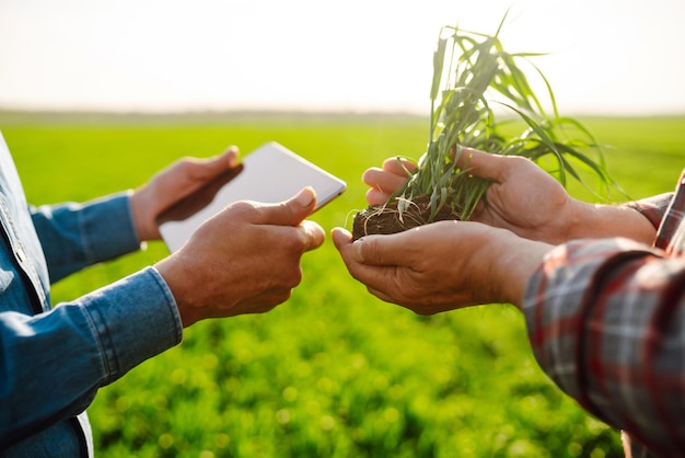 Dos agricultores con máscaras médicas discuten cuestiones agrícolas en el campo de trigo verde Agronegocios Covid19